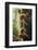 Canada, B.C, Vancouver. Large Gilled Mushrooms on a Nurselog-Kevin Oke-Framed Photographic Print