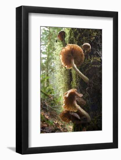 Canada, B.C, Vancouver. Large Gilled Mushrooms on a Nurselog-Kevin Oke-Framed Photographic Print