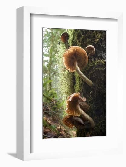 Canada, B.C, Vancouver. Large Gilled Mushrooms on a Nurselog-Kevin Oke-Framed Photographic Print