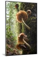 Canada, B.C, Vancouver. Large Gilled Mushrooms on a Nurselog-Kevin Oke-Mounted Photographic Print