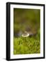 Canada, B.C, Vancouver. Mycena Mushroom Surrounded by Moss-Kevin Oke-Framed Premium Photographic Print