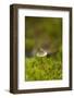 Canada, B.C, Vancouver. Mycena Mushroom Surrounded by Moss-Kevin Oke-Framed Photographic Print