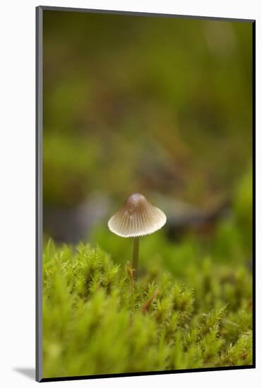 Canada, B.C, Vancouver. Mycena Mushroom Surrounded by Moss-Kevin Oke-Mounted Photographic Print