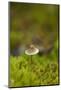 Canada, B.C, Vancouver. Mycena Mushroom Surrounded by Moss-Kevin Oke-Mounted Photographic Print