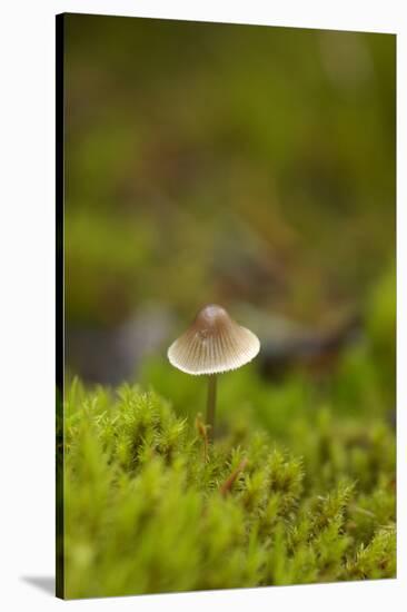 Canada, B.C, Vancouver. Mycena Mushroom Surrounded by Moss-Kevin Oke-Stretched Canvas
