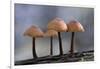 Canada, B.C, Vancouver. Mycena Mushrooms Growing on a Nurselog-Kevin Oke-Framed Photographic Print