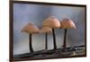 Canada, B.C, Vancouver. Mycena Mushrooms Growing on a Nurselog-Kevin Oke-Framed Photographic Print