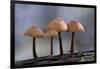 Canada, B.C, Vancouver. Mycena Mushrooms Growing on a Nurselog-Kevin Oke-Framed Photographic Print