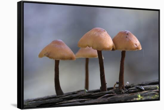 Canada, B.C, Vancouver. Mycena Mushrooms Growing on a Nurselog-Kevin Oke-Framed Stretched Canvas