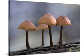 Canada, B.C, Vancouver. Mycena Mushrooms Growing on a Nurselog-Kevin Oke-Stretched Canvas