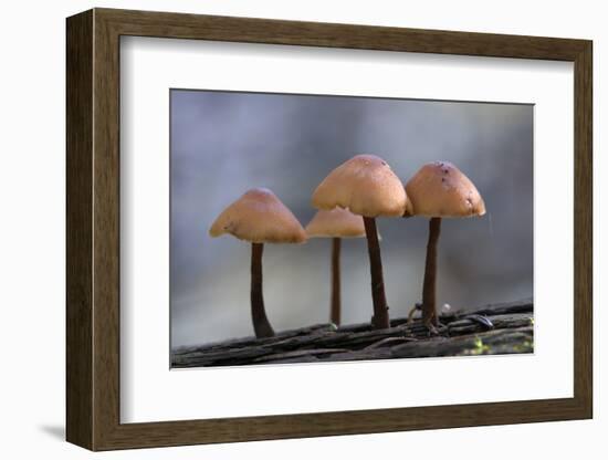 Canada, B.C, Vancouver. Mycena Mushrooms Growing on a Nurselog-Kevin Oke-Framed Photographic Print