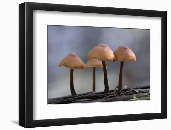 Canada, B.C, Vancouver. Mycena Mushrooms Growing on a Nurselog-Kevin Oke-Framed Photographic Print