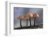 Canada, B.C, Vancouver. Mycena Mushrooms Growing on a Nurselog-Kevin Oke-Framed Photographic Print