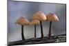 Canada, B.C, Vancouver. Mycena Mushrooms Growing on a Nurselog-Kevin Oke-Mounted Photographic Print