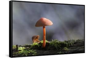 Canada, B.C, Vancouver. Orange Mycena Mushroom with Bark and Moss-Kevin Oke-Framed Stretched Canvas