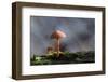 Canada, B.C, Vancouver. Orange Mycena Mushroom with Bark and Moss-Kevin Oke-Framed Photographic Print