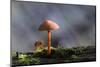 Canada, B.C, Vancouver. Orange Mycena Mushroom with Bark and Moss-Kevin Oke-Mounted Photographic Print