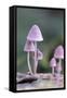 Canada, B.C, Vancouver. Pink Mycena Mushrooms Growing on a Dead Tree-Kevin Oke-Framed Stretched Canvas