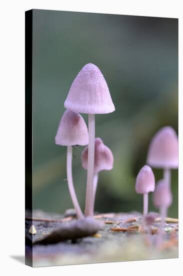 Canada, B.C, Vancouver. Pink Mycena Mushrooms Growing on a Dead Tree-Kevin Oke-Stretched Canvas