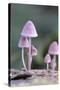 Canada, B.C, Vancouver. Pink Mycena Mushrooms Growing on a Dead Tree-Kevin Oke-Stretched Canvas