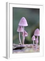 Canada, B.C, Vancouver. Pink Mycena Mushrooms Growing on a Dead Tree-Kevin Oke-Framed Photographic Print