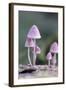 Canada, B.C, Vancouver. Pink Mycena Mushrooms Growing on a Dead Tree-Kevin Oke-Framed Photographic Print