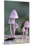 Canada, B.C, Vancouver. Pink Mycena Mushrooms Growing on a Dead Tree-Kevin Oke-Mounted Photographic Print