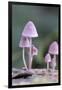 Canada, B.C, Vancouver. Pink Mycena Mushrooms Growing on a Dead Tree-Kevin Oke-Framed Photographic Print