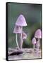 Canada, B.C, Vancouver. Pink Mycena Mushrooms Growing on a Dead Tree-Kevin Oke-Framed Stretched Canvas