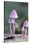 Canada, B.C, Vancouver. Pink Mycena Mushrooms Growing on a Dead Tree-Kevin Oke-Stretched Canvas