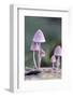 Canada, B.C, Vancouver. Pink Mycena Mushrooms Growing on a Dead Tree-Kevin Oke-Framed Photographic Print
