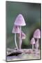 Canada, B.C, Vancouver. Pink Mycena Mushrooms Growing on a Dead Tree-Kevin Oke-Mounted Photographic Print