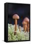 Canada, B.C, Vancouver. Small Orange Mushroom Growing in Moss-Kevin Oke-Framed Stretched Canvas