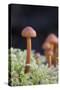 Canada, B.C, Vancouver. Small Orange Mushroom Growing in Moss-Kevin Oke-Stretched Canvas