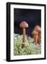 Canada, B.C, Vancouver. Small Orange Mushroom Growing in Moss-Kevin Oke-Framed Photographic Print