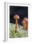 Canada, B.C, Vancouver. Small Orange Mushroom Growing in Moss-Kevin Oke-Framed Photographic Print