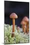 Canada, B.C, Vancouver. Small Orange Mushroom Growing in Moss-Kevin Oke-Mounted Photographic Print