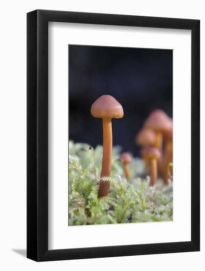 Canada, B.C, Vancouver. Small Orange Mushroom Growing in Moss-Kevin Oke-Framed Photographic Print