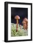 Canada, B.C, Vancouver. Small Orange Mushroom Growing in Moss-Kevin Oke-Framed Photographic Print