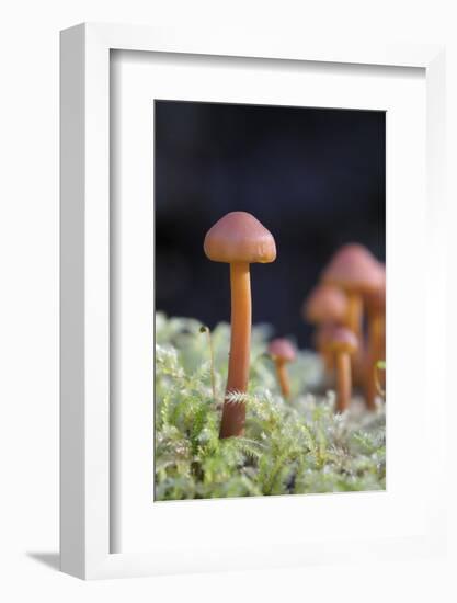 Canada, B.C, Vancouver. Small Orange Mushroom Growing in Moss-Kevin Oke-Framed Photographic Print