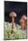 Canada, B.C, Vancouver. Small Orange Mushroom Growing in Moss-Kevin Oke-Mounted Photographic Print