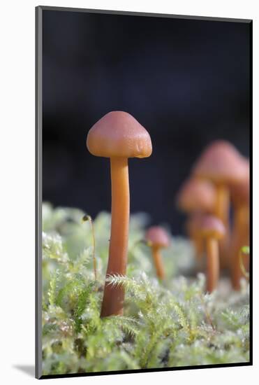 Canada, B.C, Vancouver. Small Orange Mushroom Growing in Moss-Kevin Oke-Mounted Photographic Print