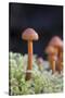 Canada, B.C, Vancouver. Small Orange Mushroom Growing in Moss-Kevin Oke-Stretched Canvas