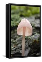 Canada, B.C, Vancouver. Translucent Mycena Mushroom Gills-Kevin Oke-Framed Stretched Canvas