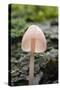 Canada, B.C, Vancouver. Translucent Mycena Mushroom Gills-Kevin Oke-Stretched Canvas