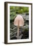 Canada, B.C, Vancouver. Translucent Mycena Mushroom Gills-Kevin Oke-Framed Photographic Print