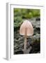 Canada, B.C, Vancouver. Translucent Mycena Mushroom Gills-Kevin Oke-Framed Photographic Print