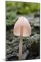 Canada, B.C, Vancouver. Translucent Mycena Mushroom Gills-Kevin Oke-Mounted Photographic Print