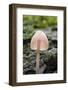 Canada, B.C, Vancouver. Translucent Mycena Mushroom Gills-Kevin Oke-Framed Photographic Print