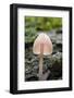 Canada, B.C, Vancouver. Translucent Mycena Mushroom Gills-Kevin Oke-Framed Photographic Print